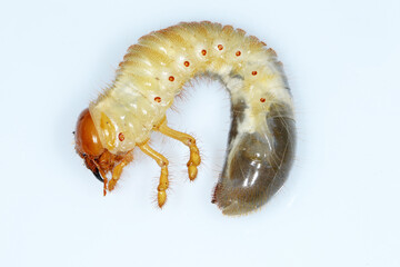 Feldmaikäfer, Melolontha melolontha