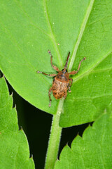 Eichelbohrer,  Gewöhnliche Eichelbohrer, Curculio glandium © Peter Oetelshofen