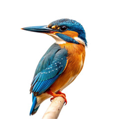 Kingfisher isolated on transparent background