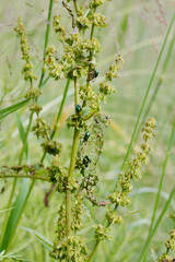 Ampferblattkäfer,  Gastroidea viridula