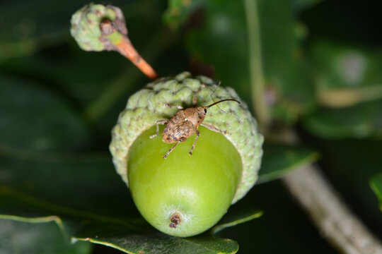 Eichelbohrer,  Gew&ouml;hnliche Eichelbohrer, Curculio glandium