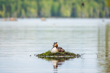 Great Crested Grebe, Podiceps cristatus, water bird sitting on the nest, nesting time on the green lake