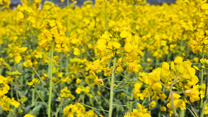 Flowering canola or rapeseed field