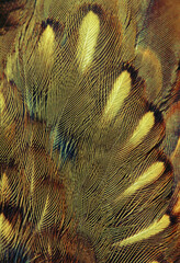 bird plumage background