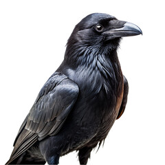 Obraz premium Raven isolated on transparent background