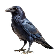 Raven isolated on transparent background