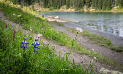 Wildflowers by the Shadow Lake. Mount Rainier National Park. Washington State. - 784311465