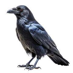 Raven isolated on transparent background