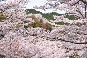 Fototapeta premium 壷阪寺の桜大仏