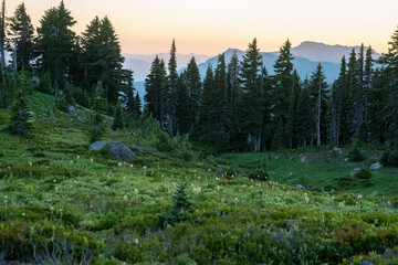 Paradise valley at sunset. Mount Rainier National Park. Washington State. USA. - 784312265