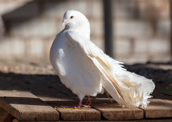 Portrait of a white dove on a farm