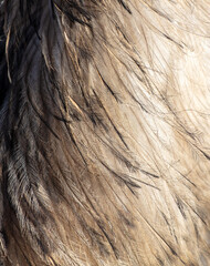 Fototapeta premium Ostrich feathers as an abstract background. Texture