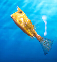 Yellow and white puffer fish swimming in the blue water aquarium