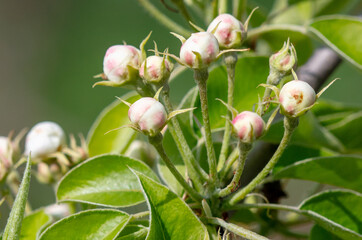 Flowers on a pear tree in spring. Close-up