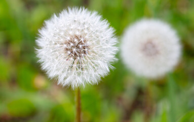Fluffy dandelions in nature in spring