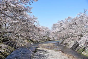 七谷川「和らぎの道】桜