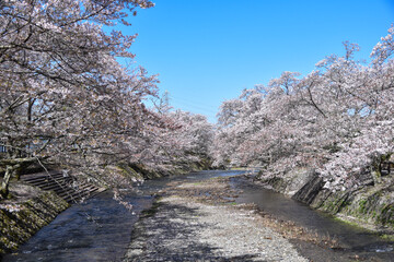 七谷川「和らぎの道】桜