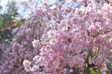 七谷川「和らぎの道】桜