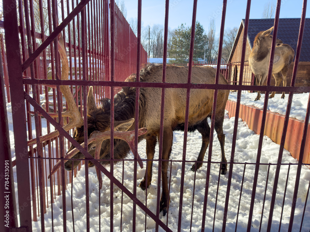 Sticker Deer in the snow at the zoo in a cage