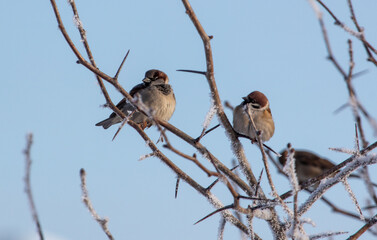 Sparrows on snowy tree branches in winter