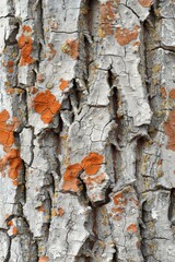 Bark of a tree covered in orange lichens