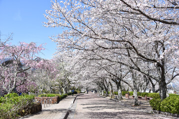 七谷川「和らぎの道】桜