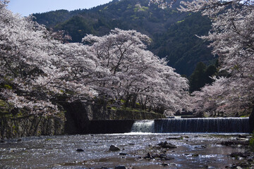 七谷川「和らぎの道】桜