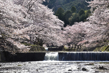 七谷川「和らぎの道】桜