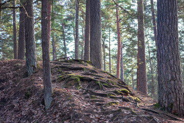
forest with many tree roots in the morning