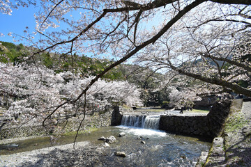 七谷川「和らぎの道】桜