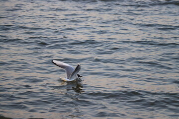 seagull landing in the water