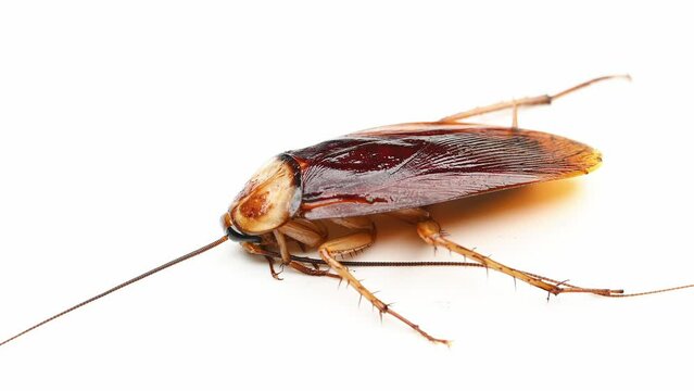 a poisoned and dying cockroach on white background