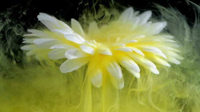 beautiful flower with white petals in clouds of yellow smoke on black background, photo underwater, clouds of paint in water, aquarium, spring, summer concept, creativity, art