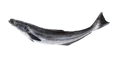 Cobia fish isolated on white background	