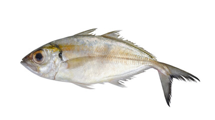 Bigeye scad fish isolated on white background	