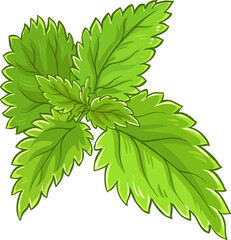 Nettle Branch with Leaves Colored Detailed Illustration. 