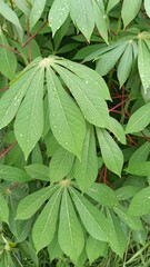 cassava leaves