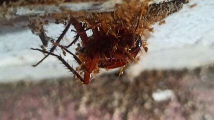 Red ants surround the cockroach carcass