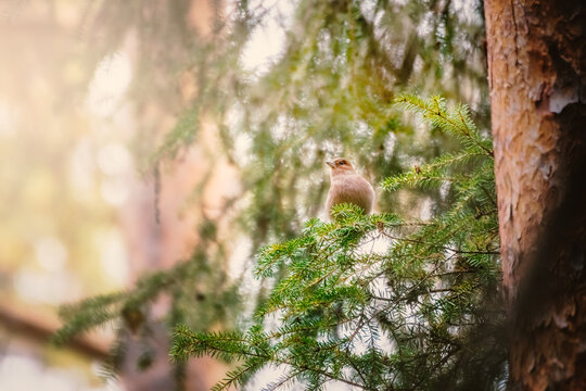 Little bird (Treehotel - Harads - Sweden)