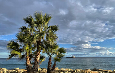 Palme an der Ufer Promenade von Limassol, Zypern