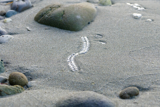 A salp chain on a beach in New Zealand