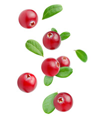 levitating cranberry with leaves on a white isolated background