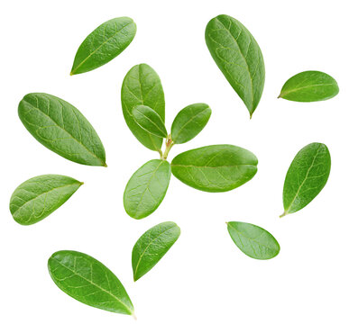 floating cowberry leaves on white isolated background