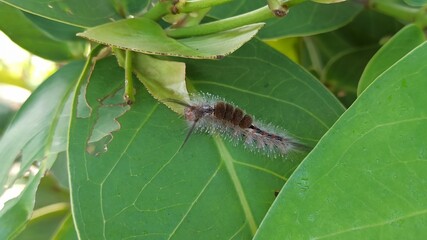 caterpillar on the flower