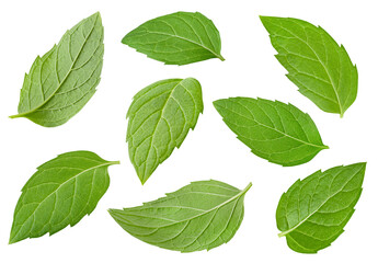 mint leaves on white isolated background