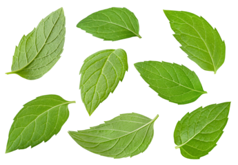mint leaves on white isolated background