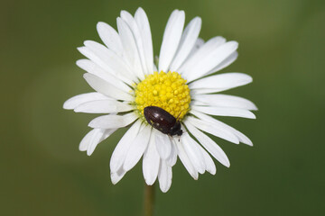 Fur beetle, two-spotted carpet beetle (Attagenus pellio), family Dermestidae on flower of Common...
