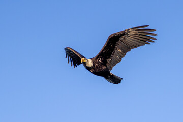 bald eagle in flight