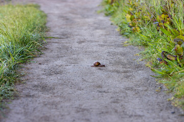 snail on the path