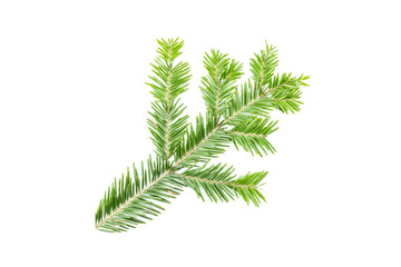Green fir branch isolated on white background. Item for packaging, design, mockup.